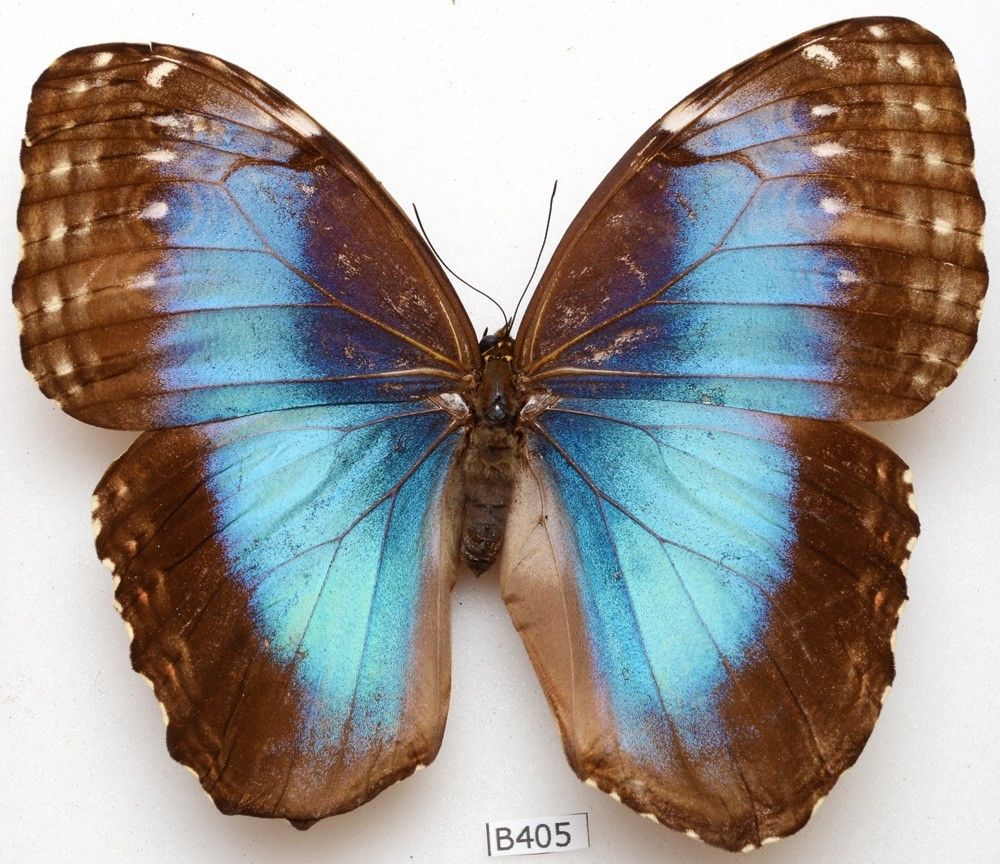 Morpho helenor female (aberration costa rica) (Internet Image property of respective owner, non-commercial use only)